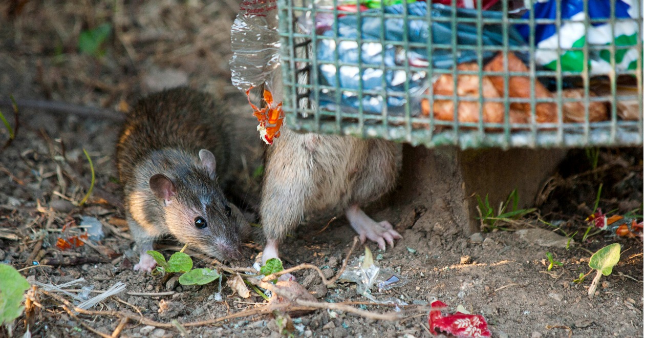 Rats next to a bin
