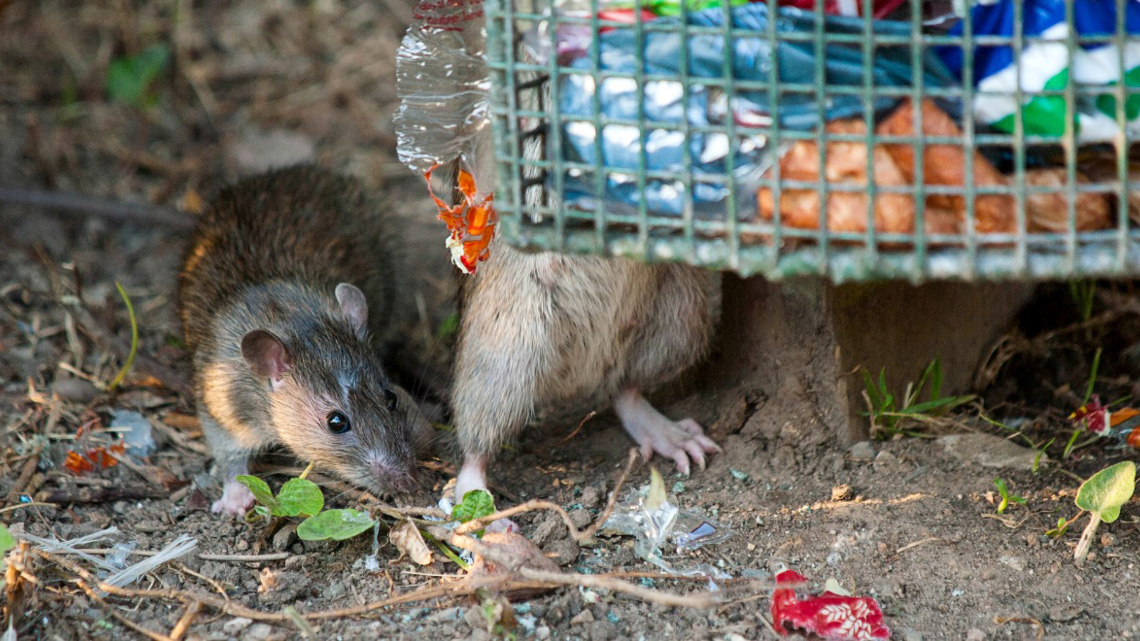 The importance of pest management during the COVID-19 crisis
