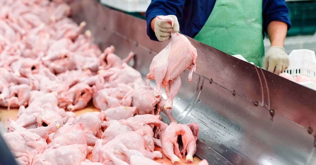 Chicken carcasses in a poultry factory