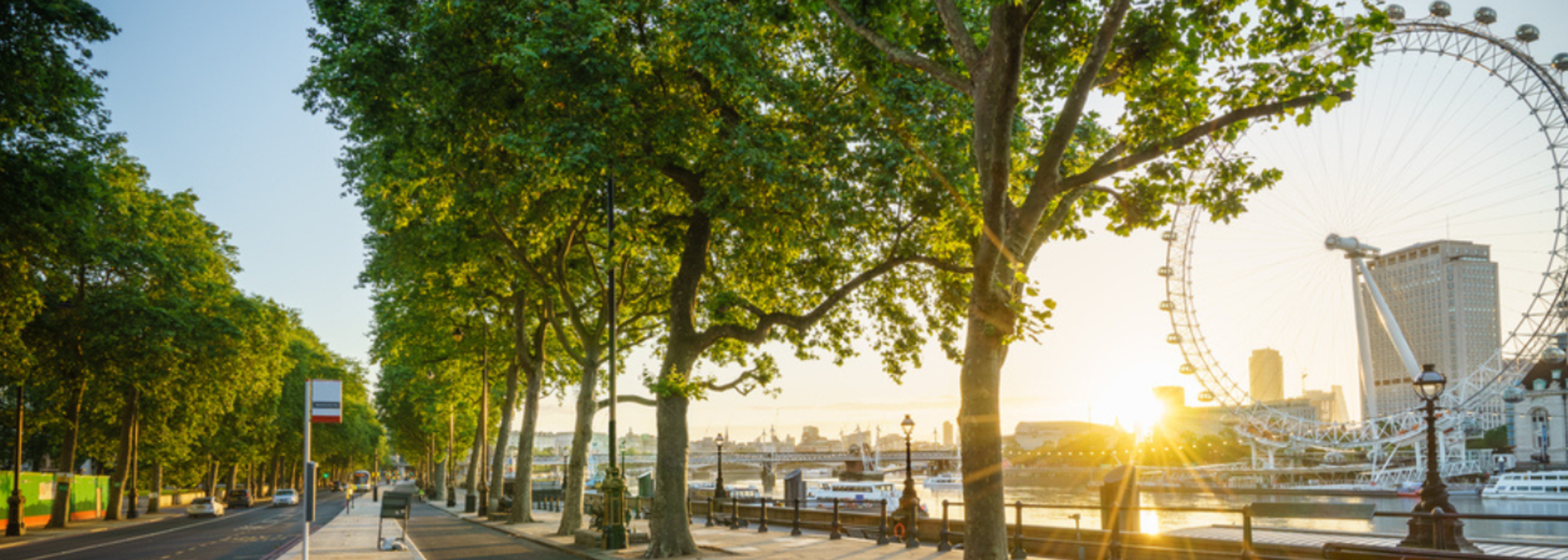 Report proves economic and environmental value of lone trees