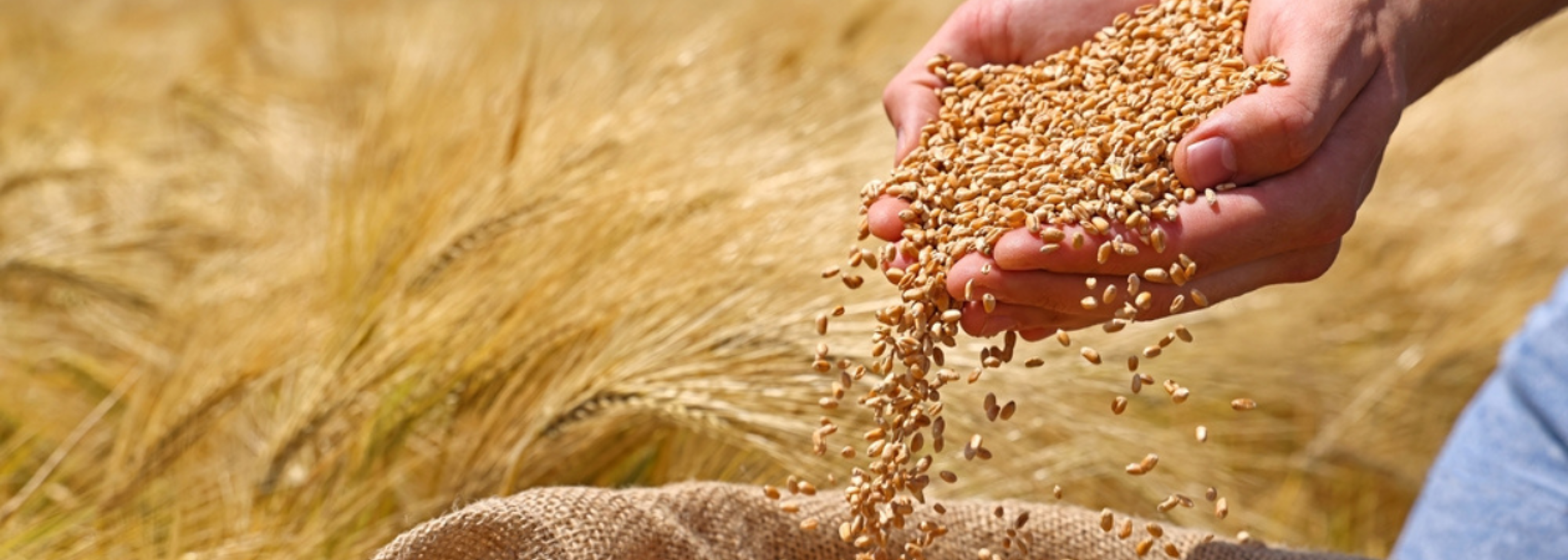 ‘Forever chemical’ TFA elevated in staple cereal products