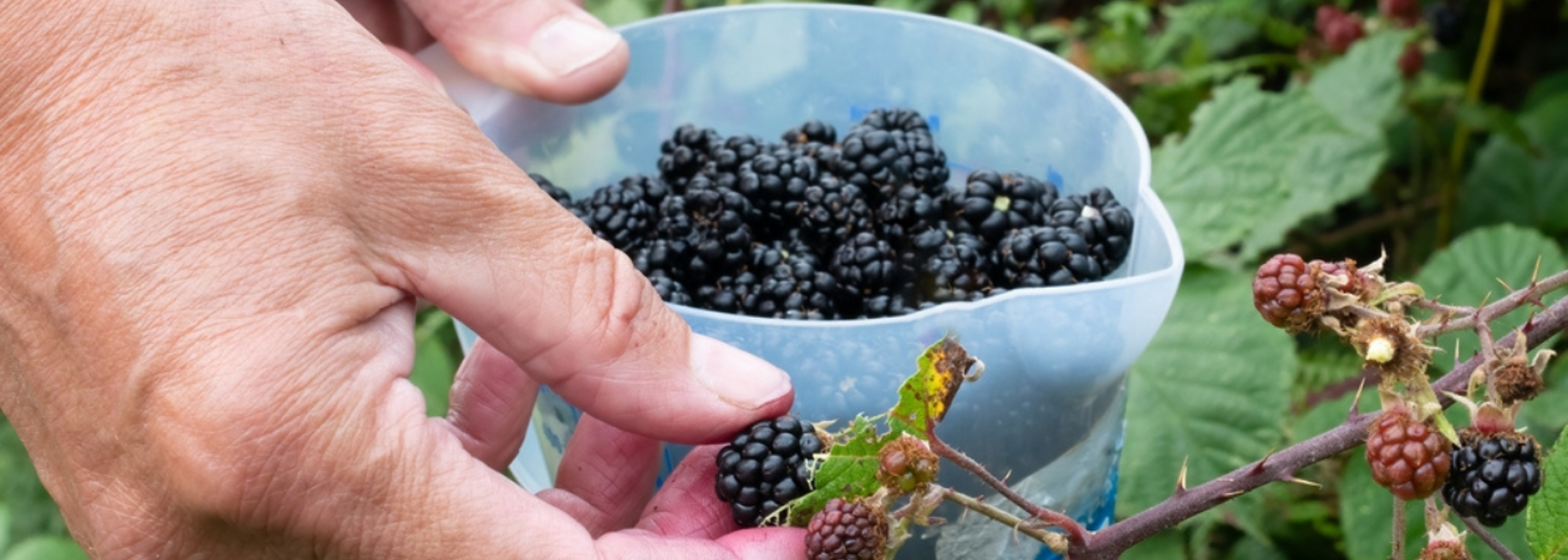 UK must step up food production to increase food security