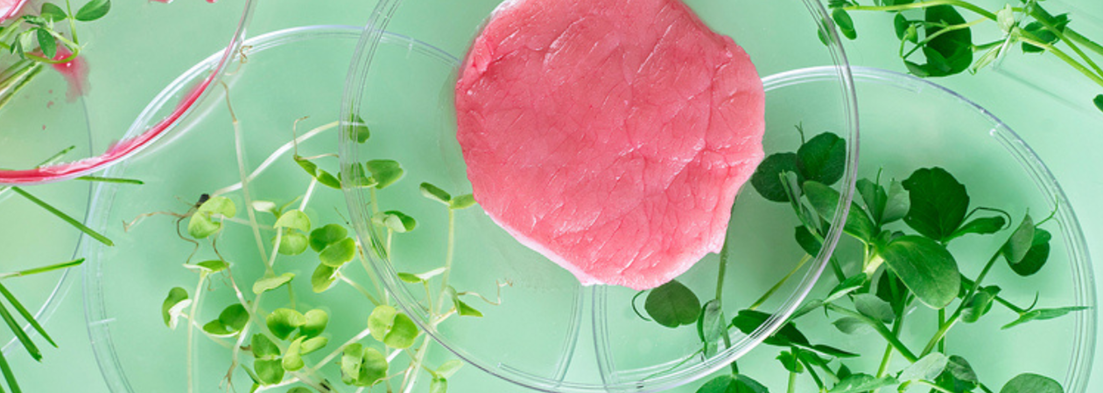 Alternative proteins could replace two thirds of animal proteins by 2050