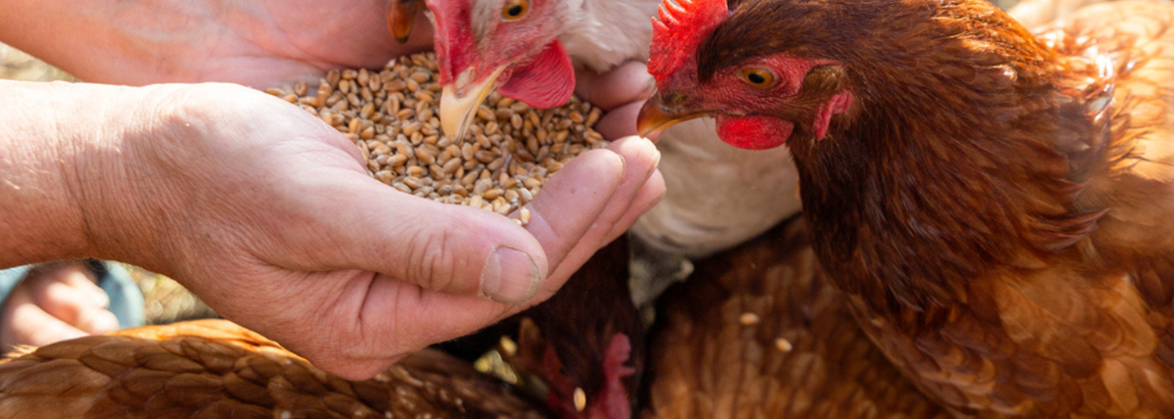 Positive results from bacteriophage trial designed to tackle Salmonella