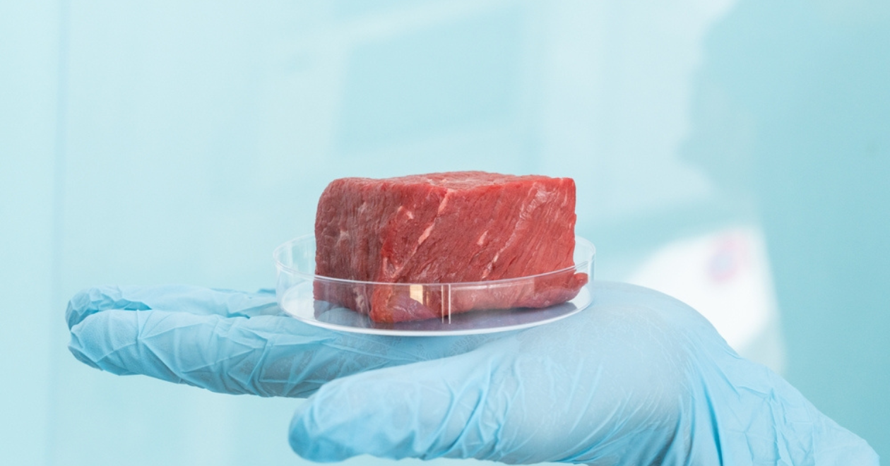 Lab grown meat concept - meat in petri dish